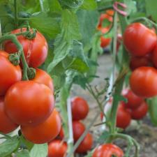 Seguro Tomate