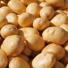 Seguro Batata