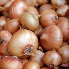 Seguro Cebola