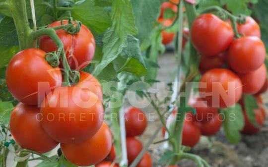 Seguro Tomate